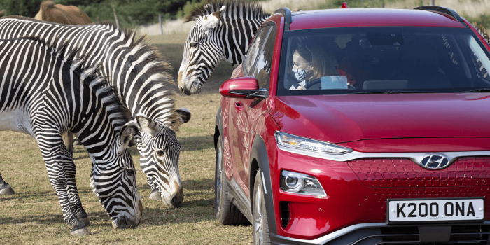 Hyundai kona elektro safari tour min