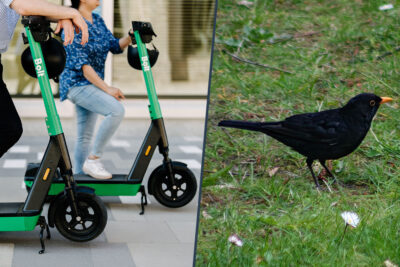 bolt amsel